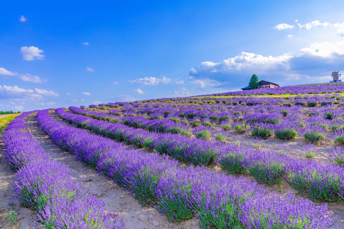 A vibrant field of purple lavender flowers in rows under a bright blue sky with clouds