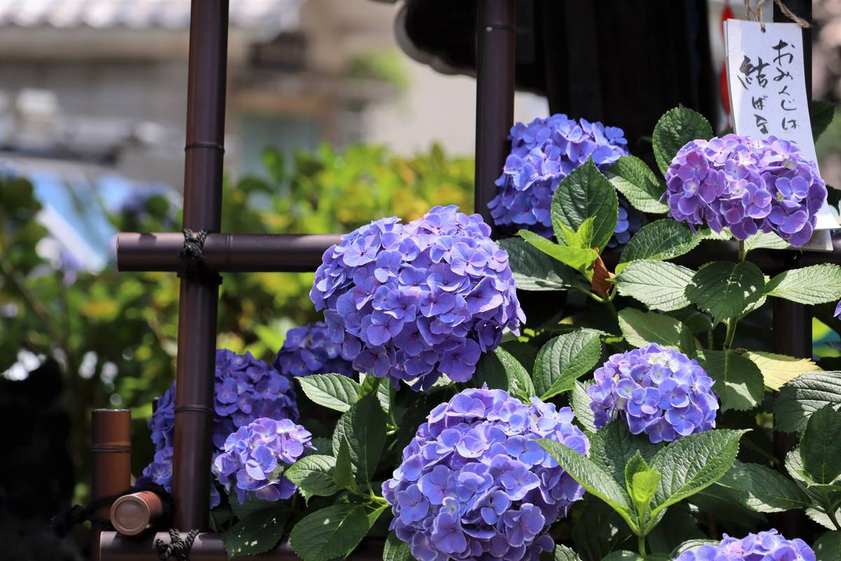 Purple hydrangeas in bloom next to a dark bamboo structure, with a white tag displaying Japanese characters.