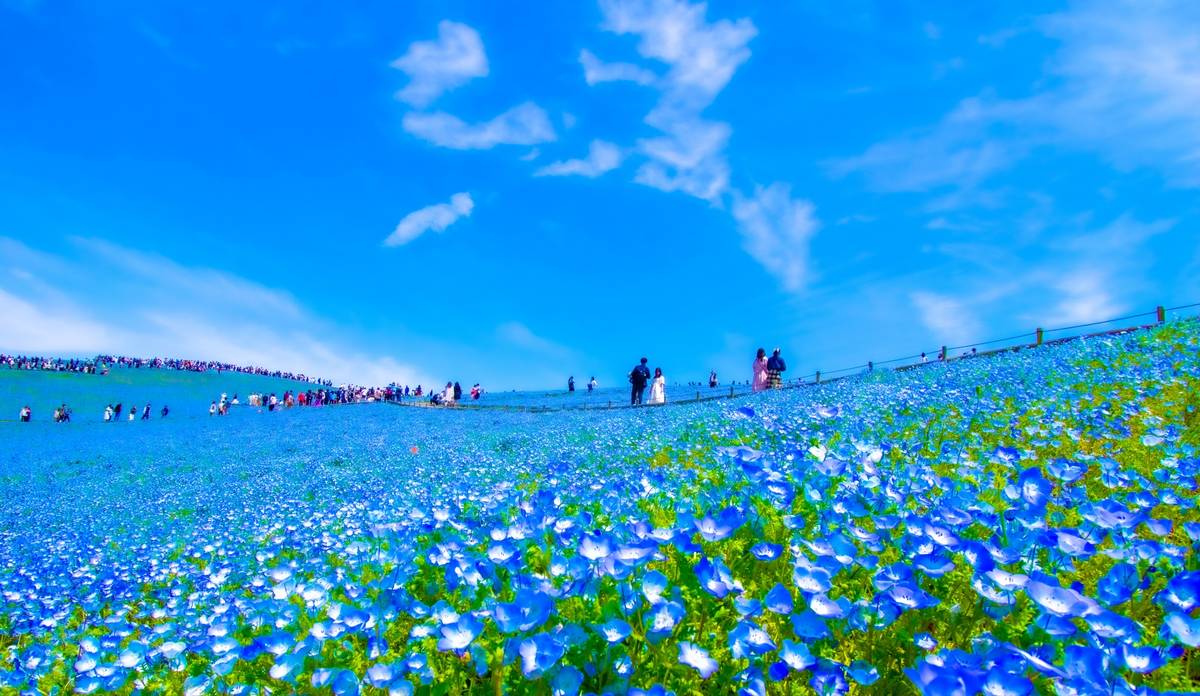 A vast hillside covered in bright blue flowers under a sunny blue sky, with many people walking through the field.