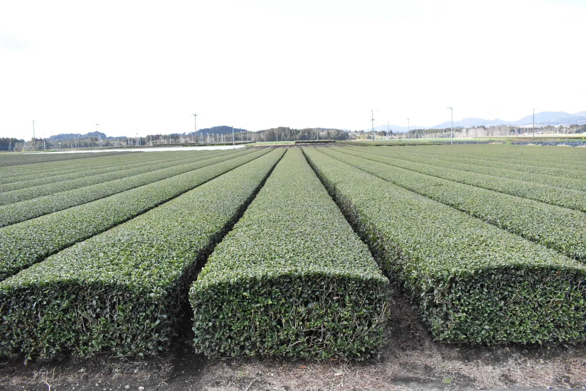 Rows of green tea bushes in a field under a bright sky.