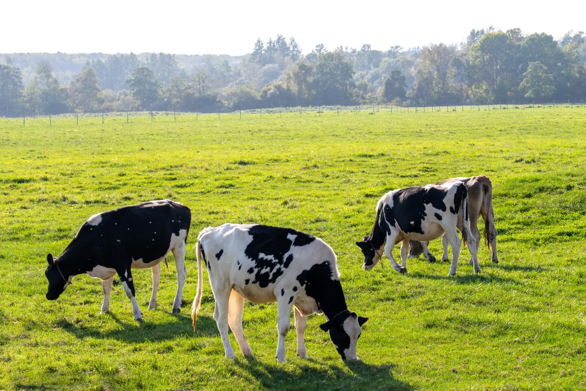 Three black and white cows graze in a bright green pasture.