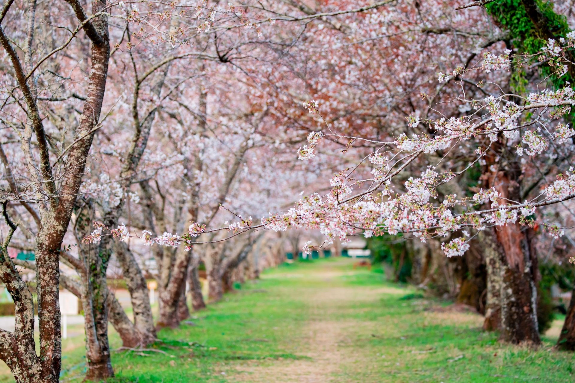 Cherry Blossoms and Hanami: Japan’s Iconic Spring Tradition | Japaniche