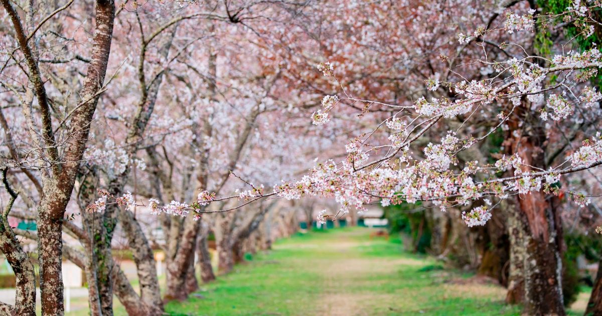 Cherry Blossoms and Hanami: Japan’s Iconic Spring Tradition | Japaniche