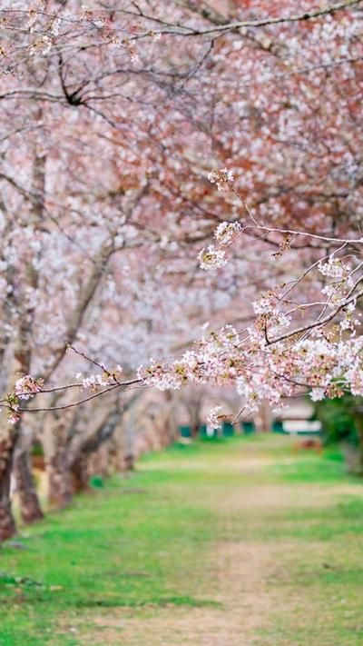 Cherry Blossoms and Hanami: Japan’s Iconic Spring Tradition