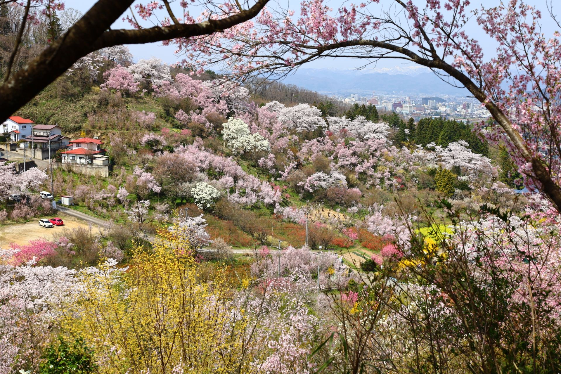 A sprawling hillside covered in vibrant pink and white cherry blossoms, with houses and a distant city.