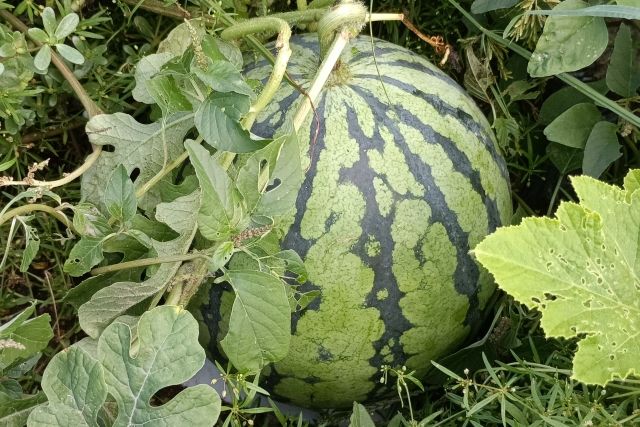 Watermelon specialty food