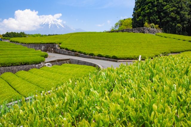 Shizuoka Tea specialty food