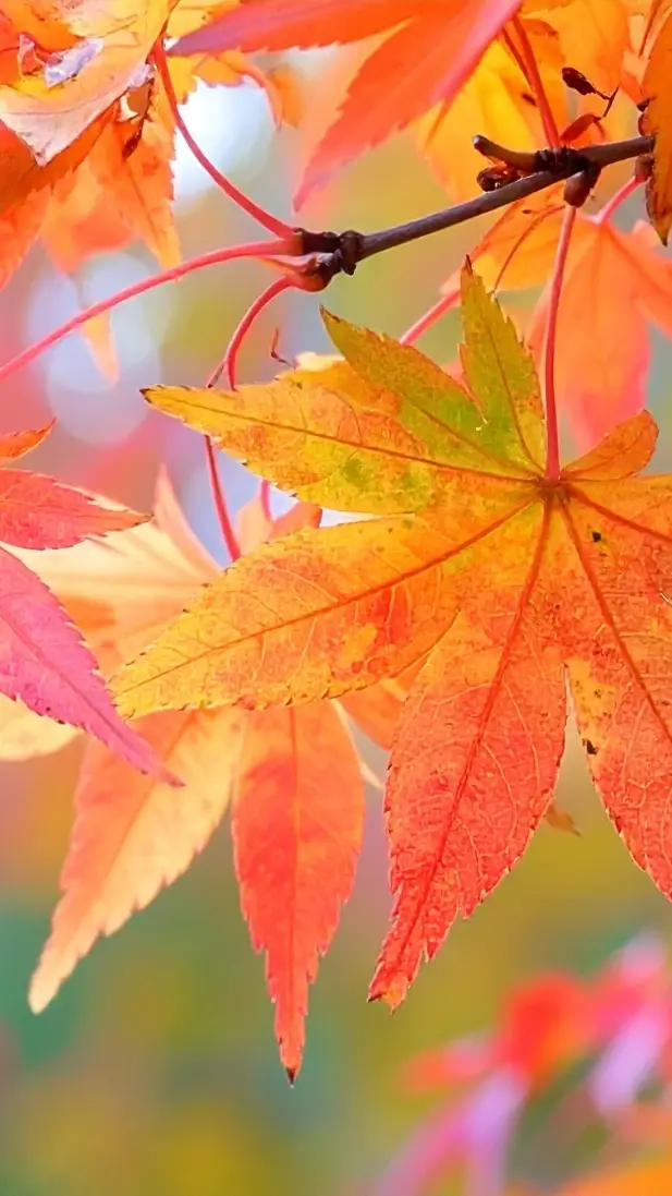 The Japanese Maple: Exploring The Meaning of Momiji in Japanese Culture & 5 Breathtaking Spots to View Them