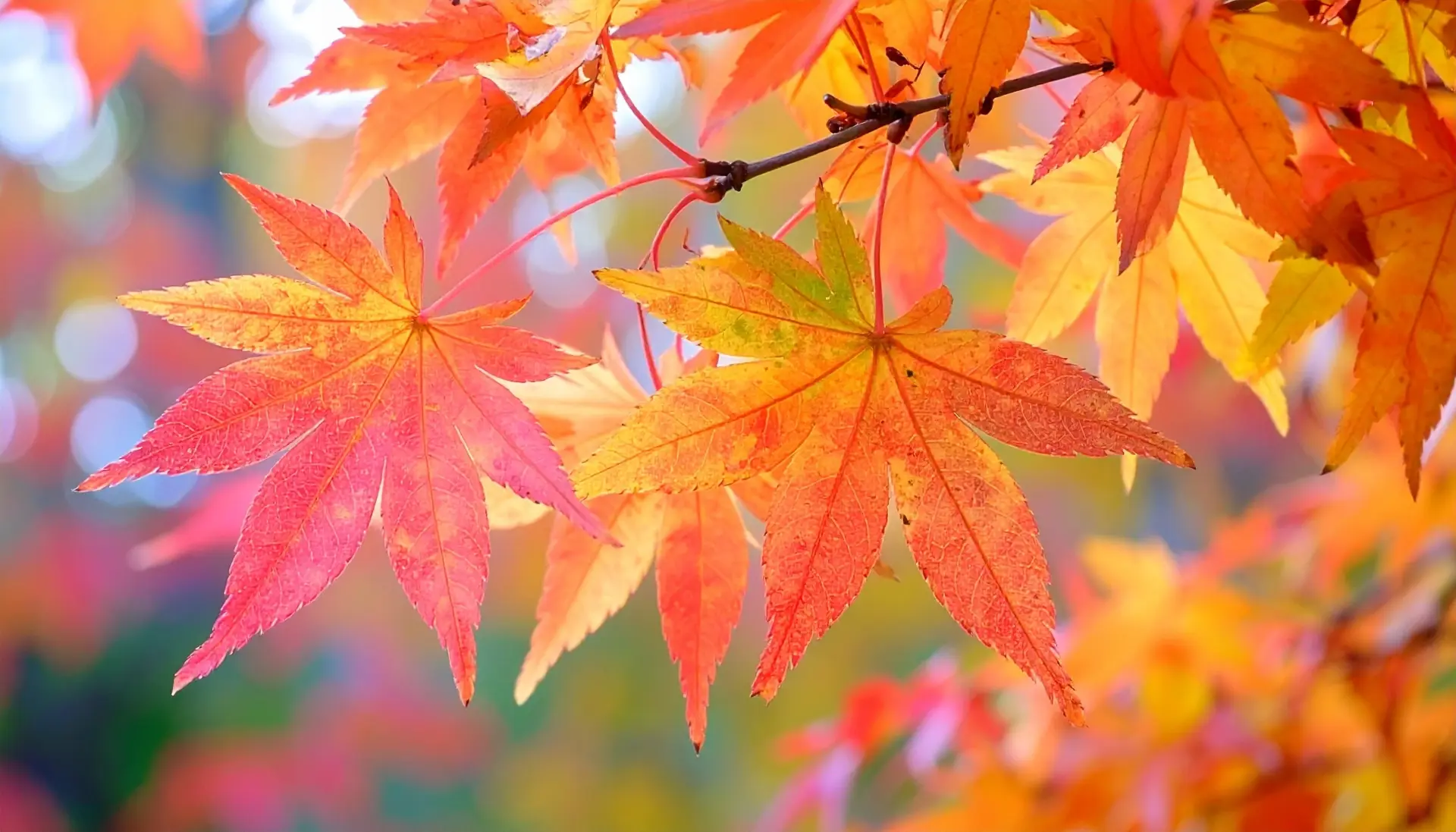 The Japanese Maple: Exploring The Meaning of Momiji in Japanese Culture & 5 Breathtaking Spots to View Them