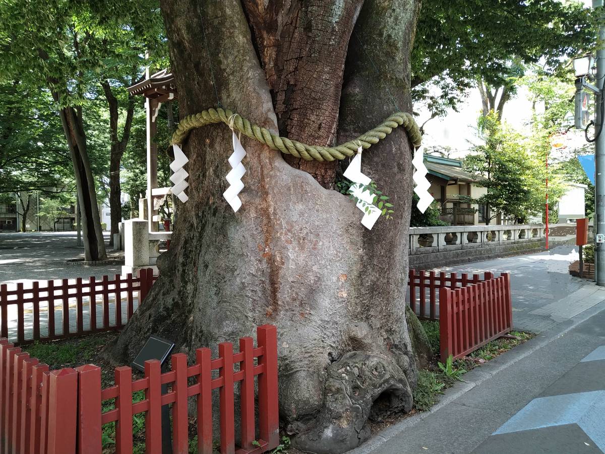 Sacred tree with shimenawa rope and white shide streamers, fenced by red wood, with a shrine in the background.