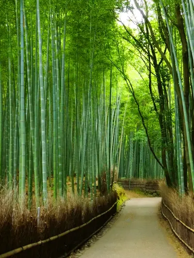 Arashiyama