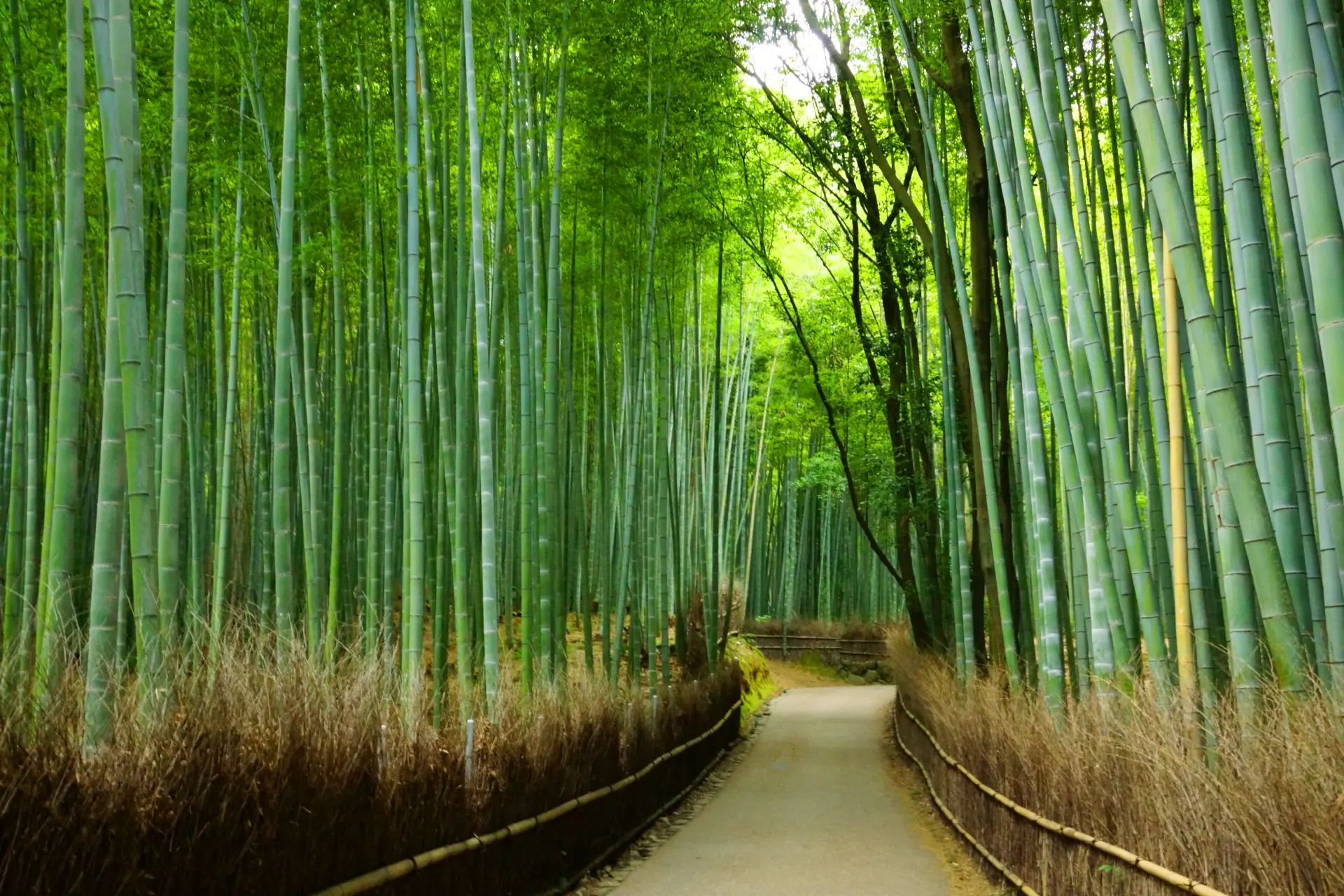 Arashiyama