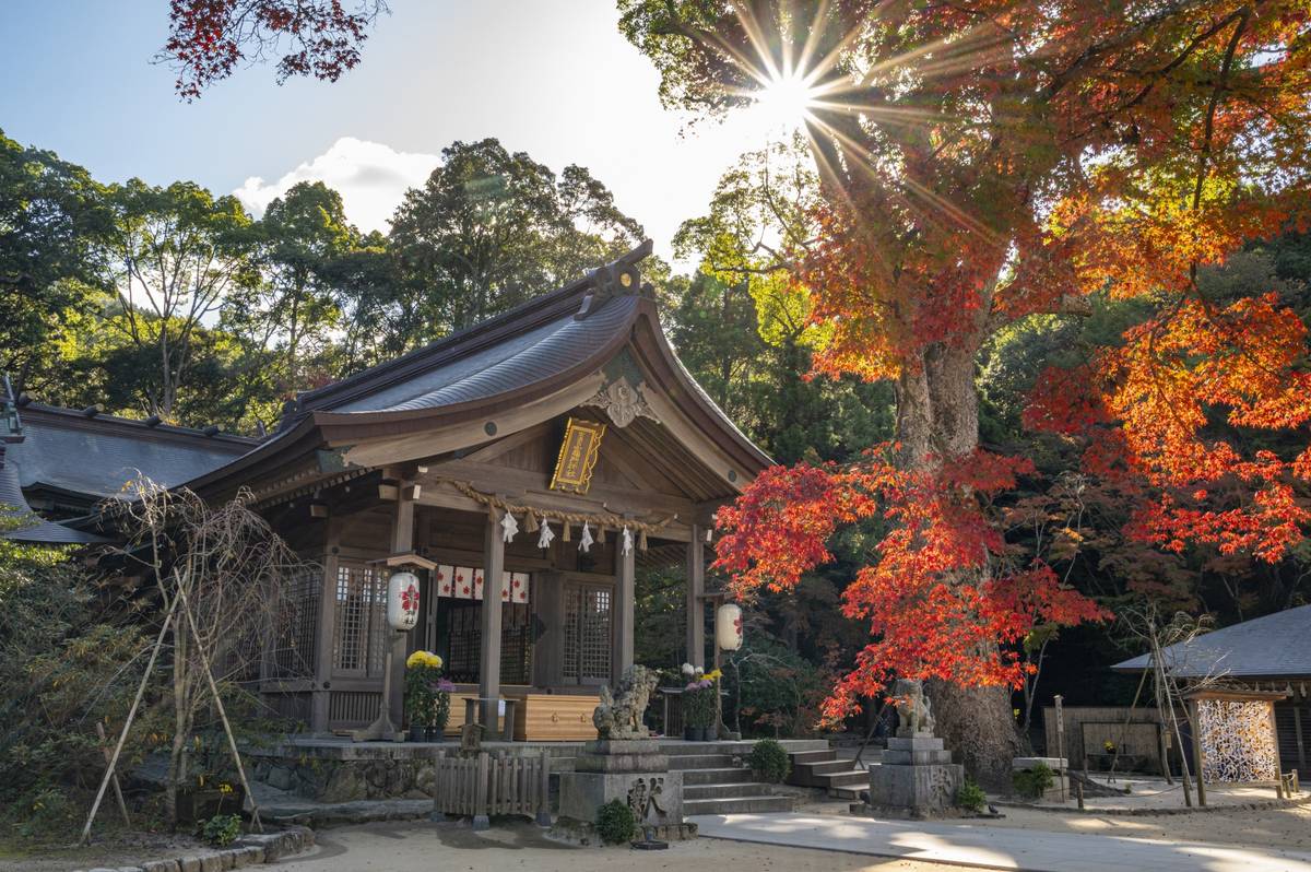 Traditional Japanese shrine in autumn with vibrant red foliage and a sunburst.