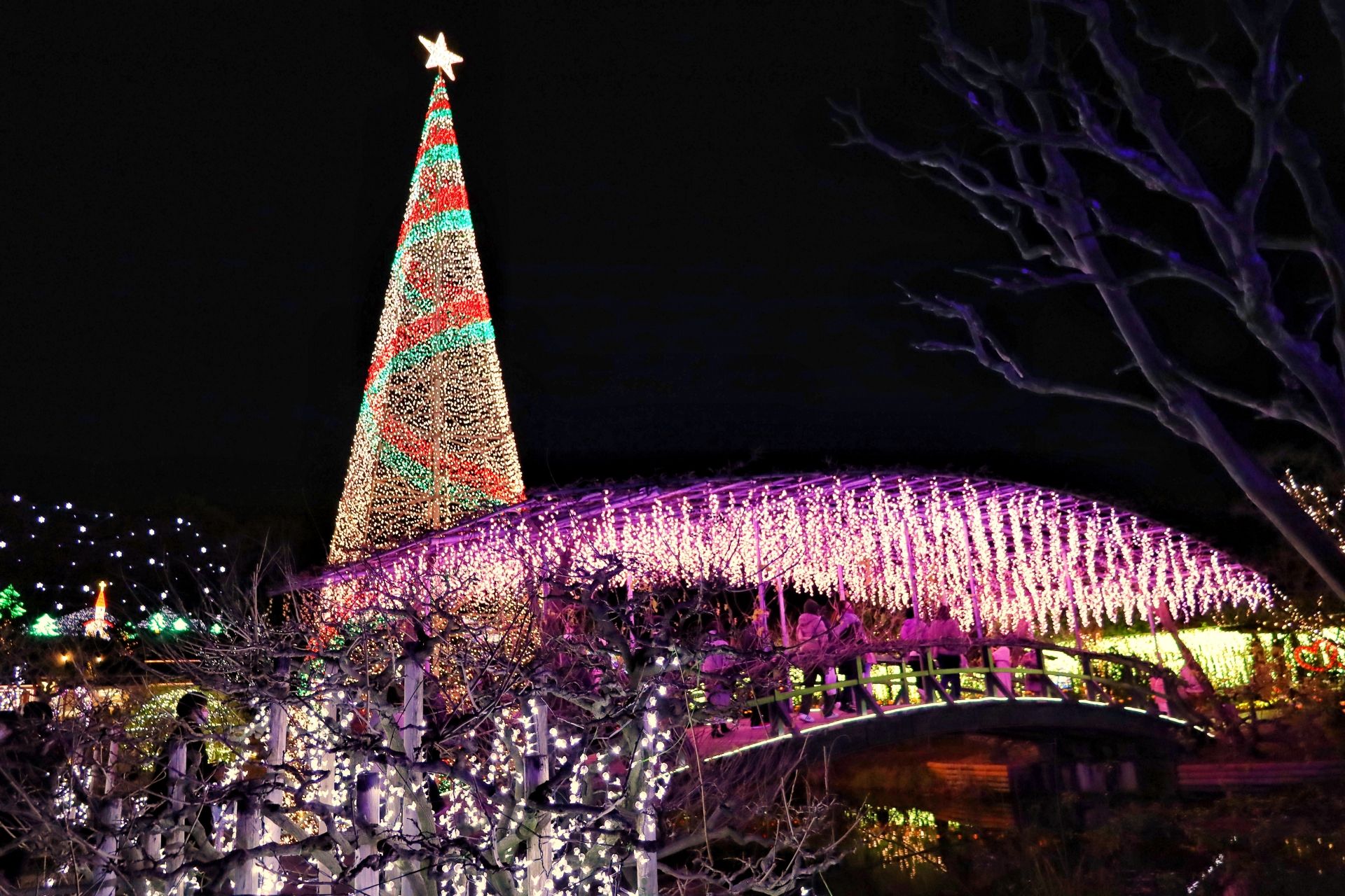 A tall Christmas tree with colorful lights and a star stands beside a bridge draped in glowing purple lights, all at night.