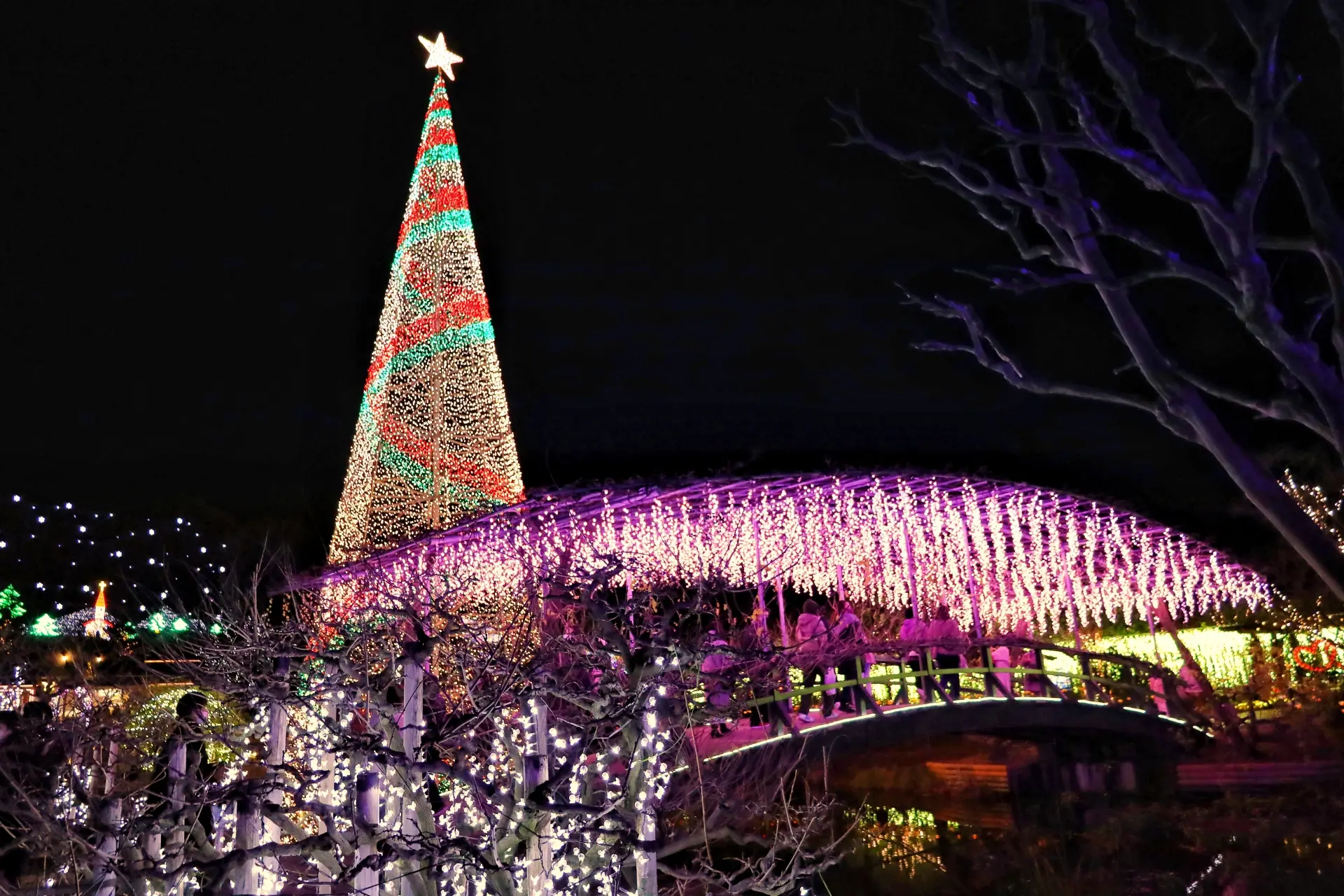A tall Christmas tree with colorful lights and a star stands beside a bridge draped in glowing purple lights, all at night.