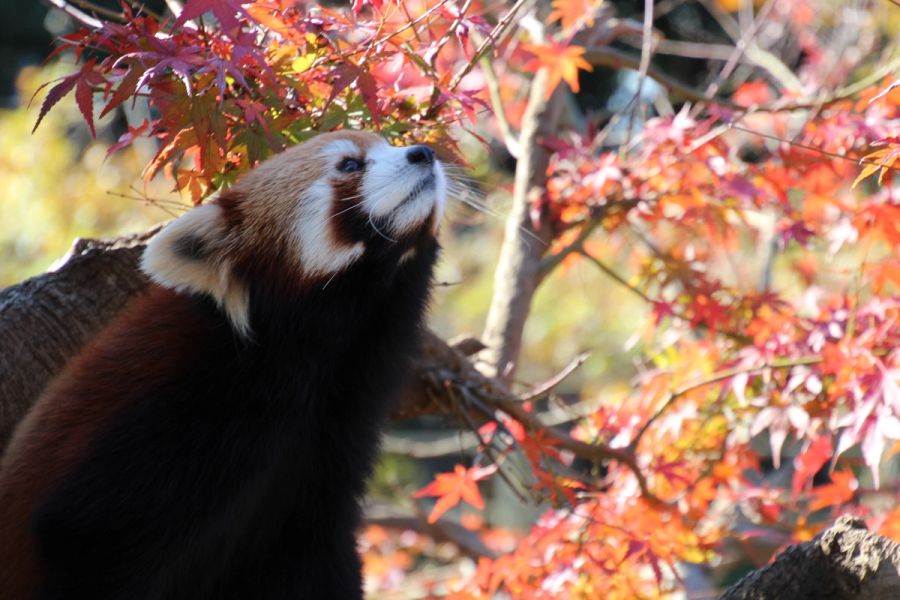 Ichikawa City Zoological and Botanical Garden