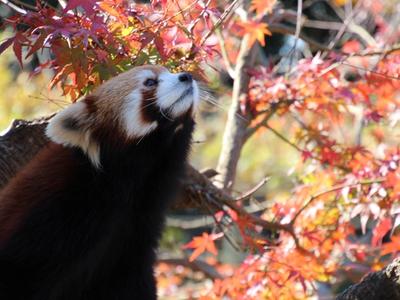 市川市動植物園