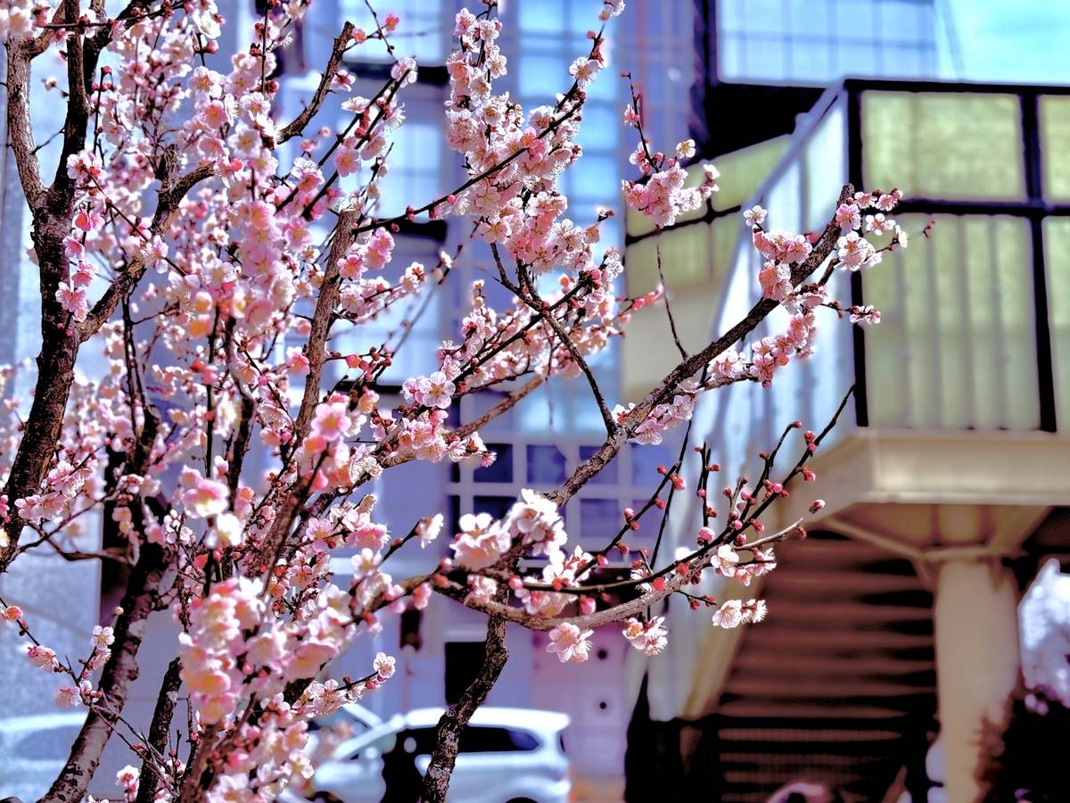 Pink blossoms on tree branches in front of modern city buildings.