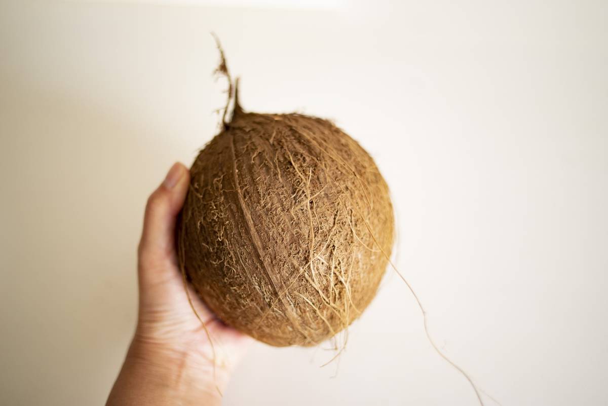 A hand holding a whole coconut.