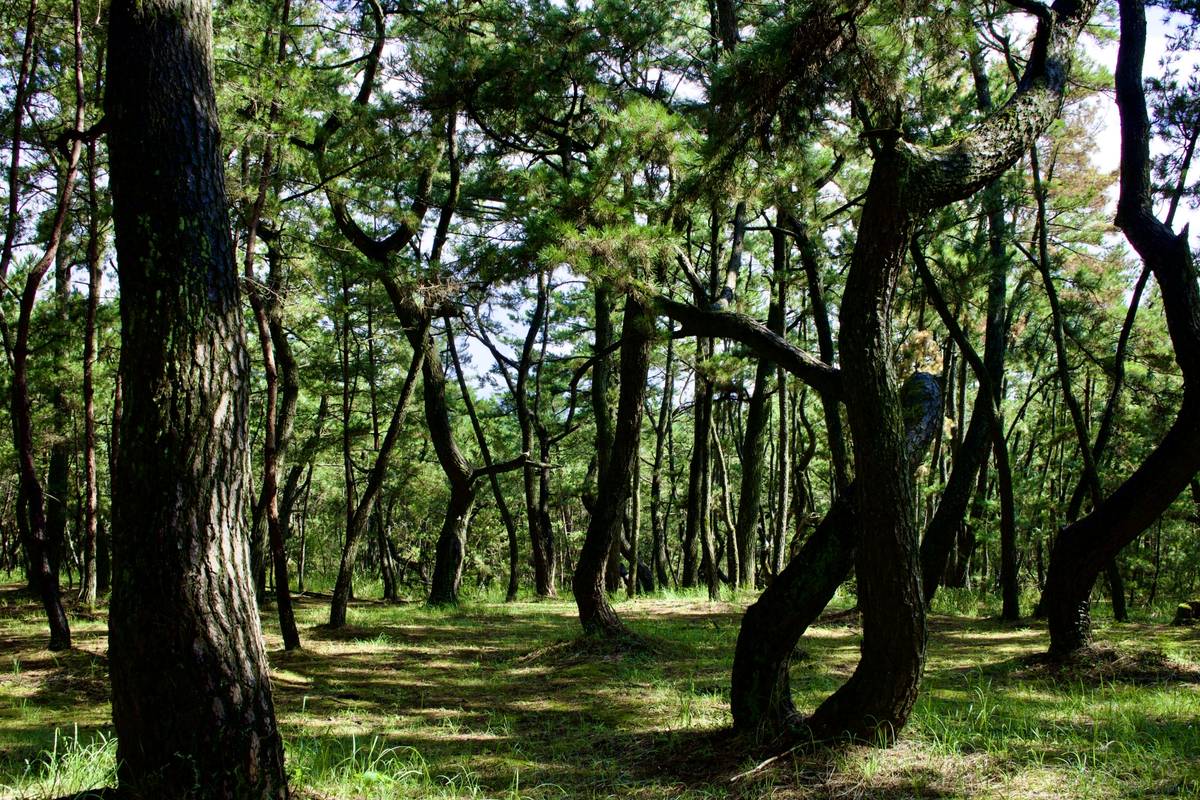 A dense pine forest with dark, gnarled trunks and dappled sunlight on the grassy ground.