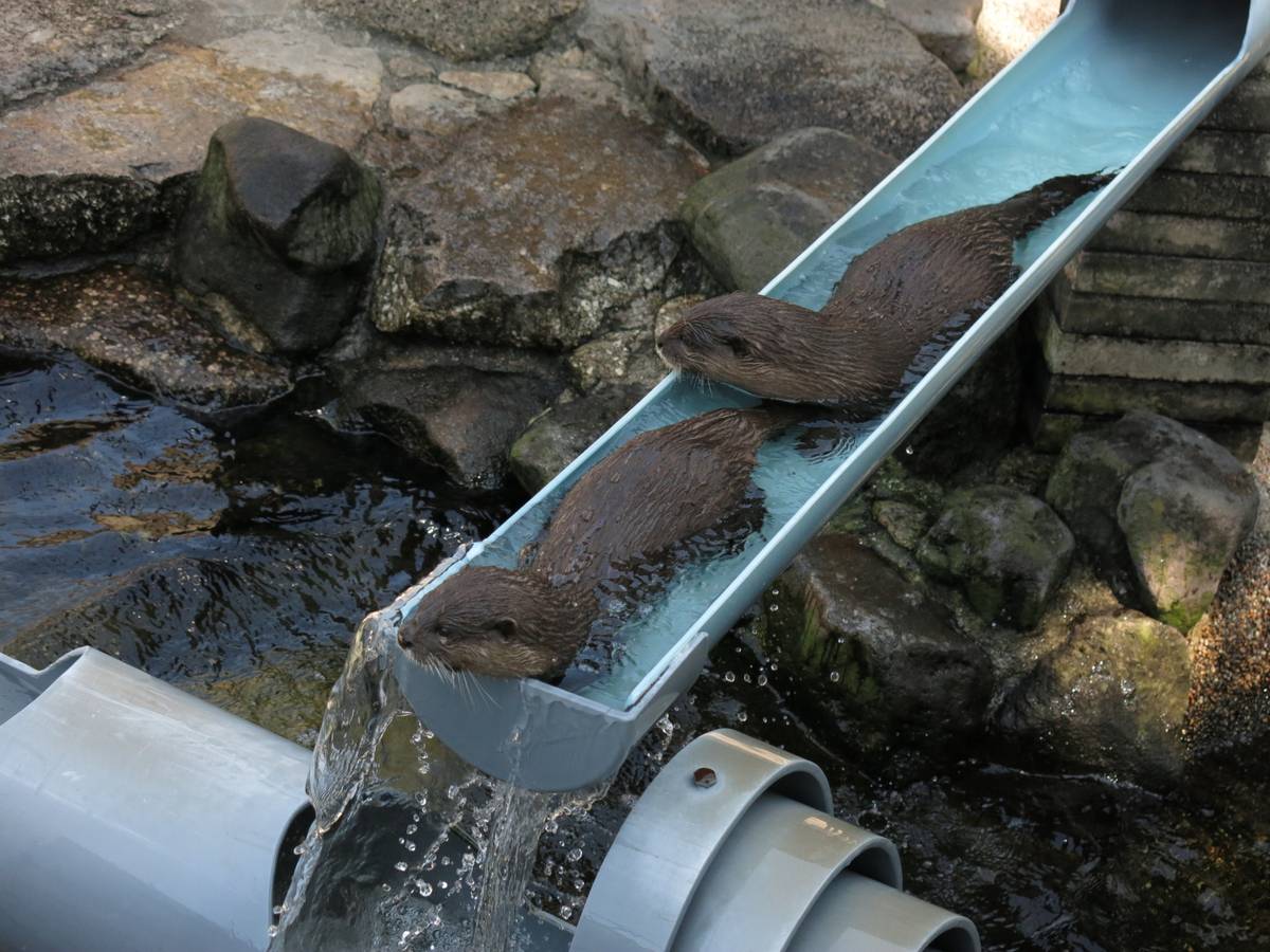 Two otters sliding down a blue water chute into a rocky pool.