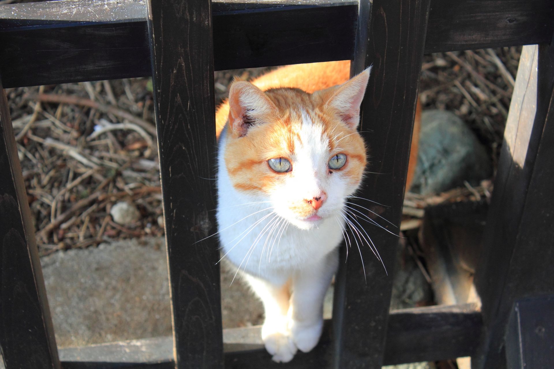 An orange and white cat with light blue eyes looks up through dark wooden slats.