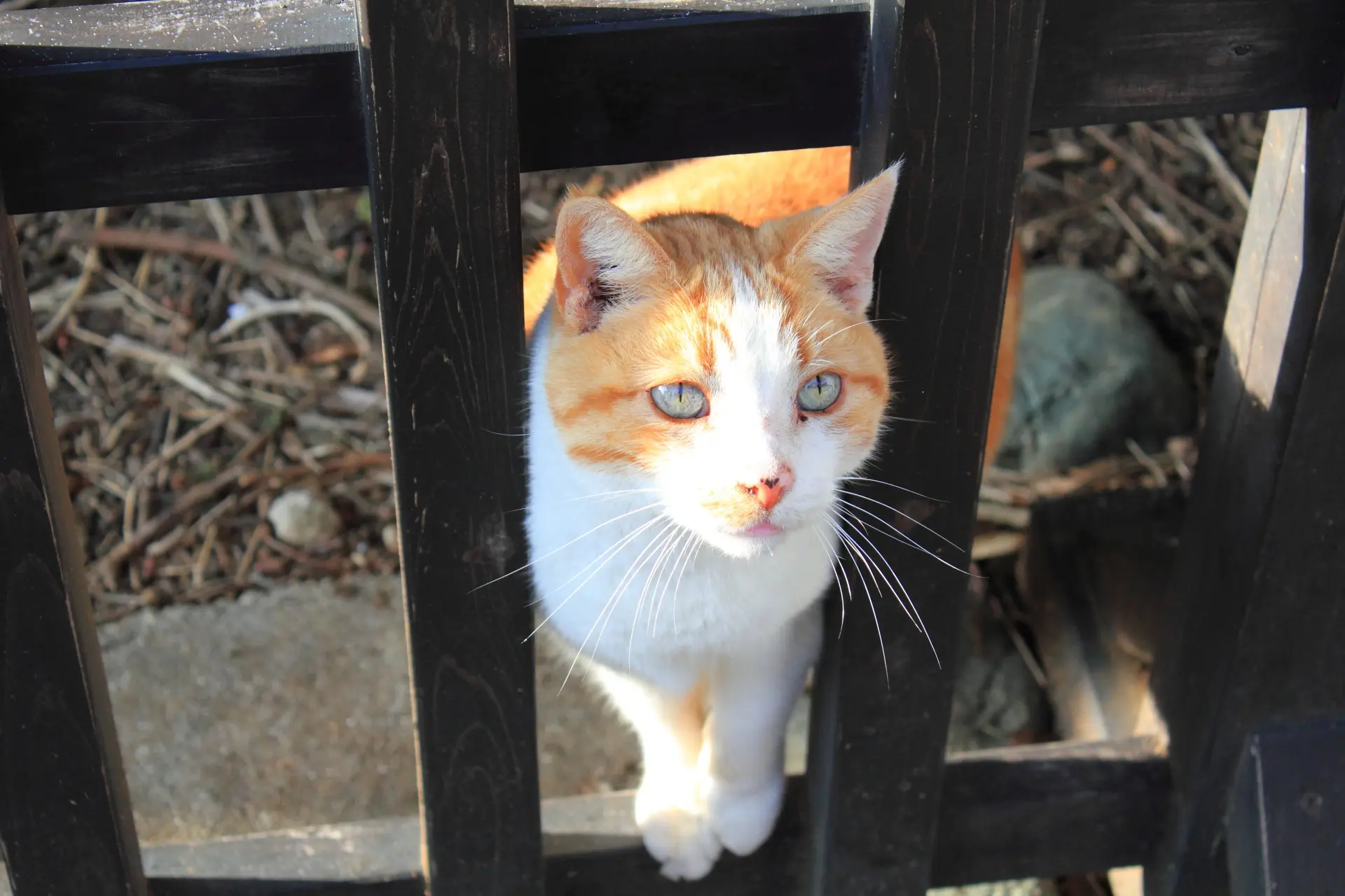 An orange and white cat with light blue eyes looks up through dark wooden slats.
