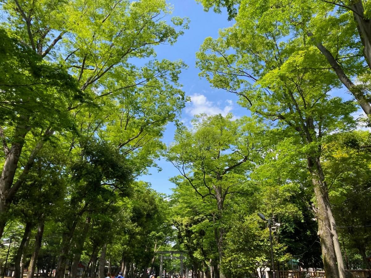 A tree-lined path with bright green leaves against a blue sky.