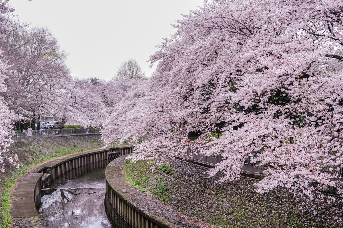 Cherry blossom trees in full bloom line a curving canal.