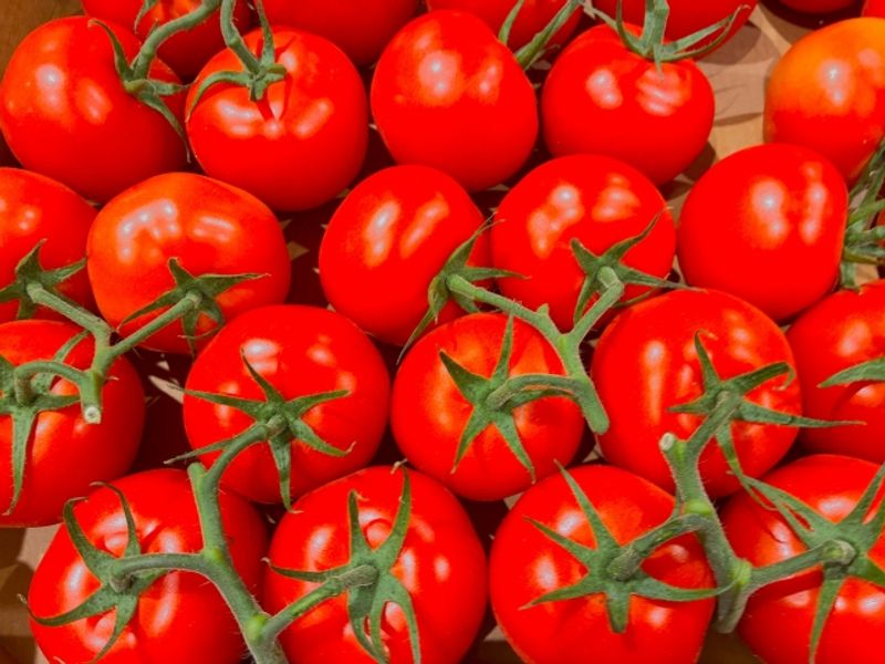 Tomato