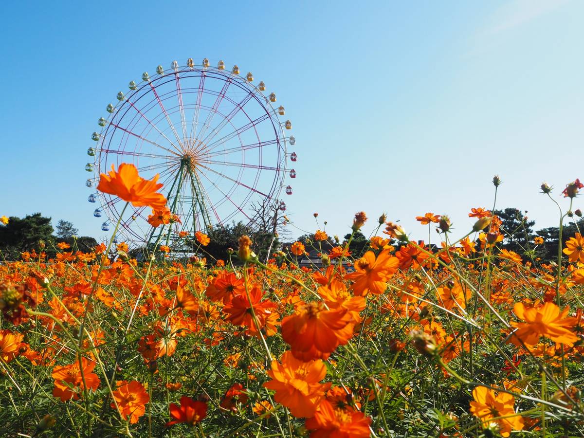 A large Ferris wheel rises behind a field of bright orange cosmos flowers under a clear blue sky.
