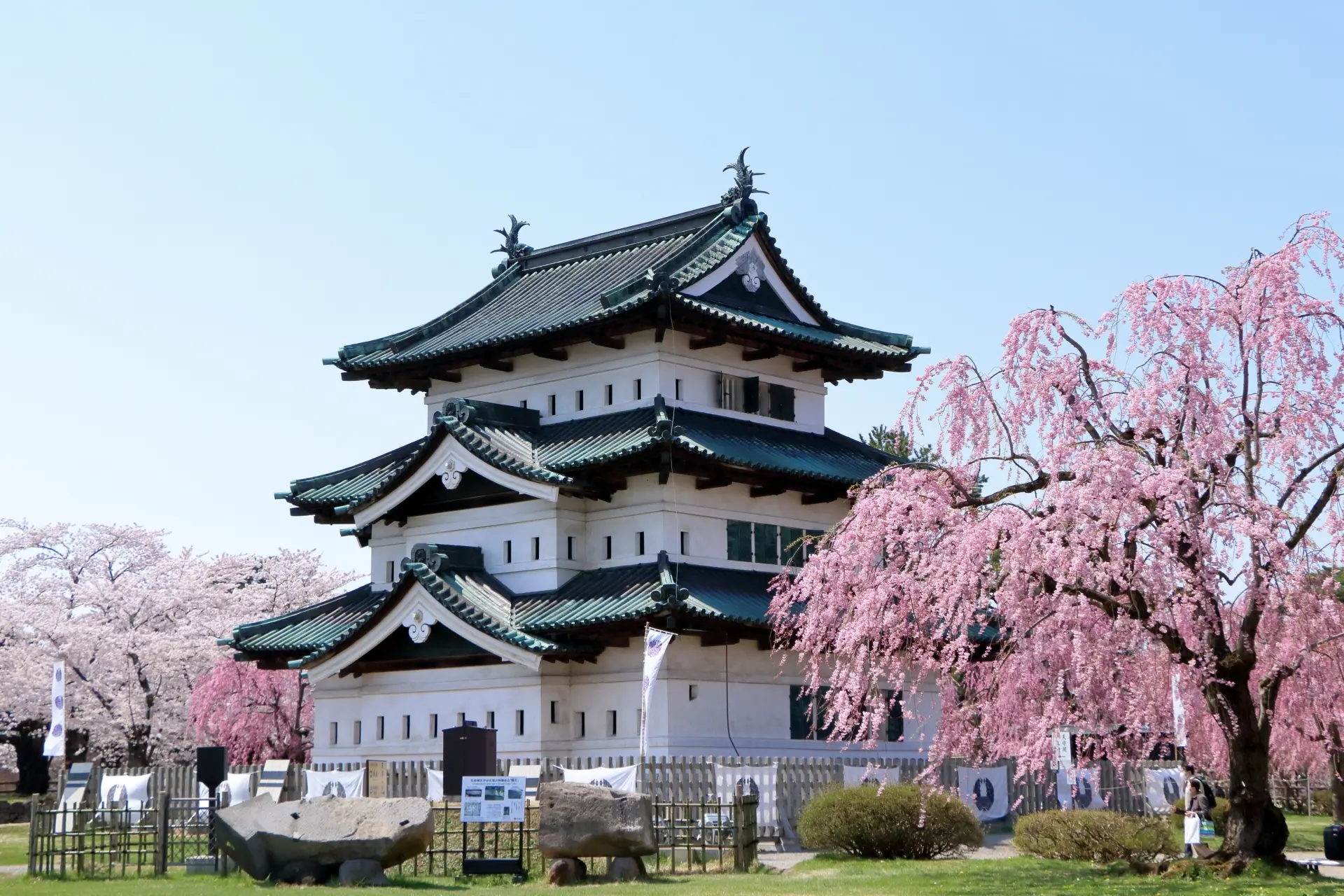 A white Japanese castle with green roofs stands beside a large pink weeping cherry blossom tree in full bloom.
