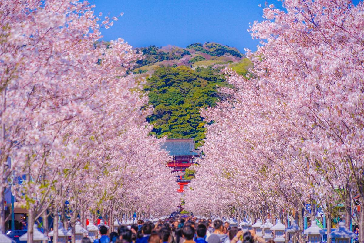 An avenue lined with pink cherry blossom trees and people walking towards a traditional Japanese temple.