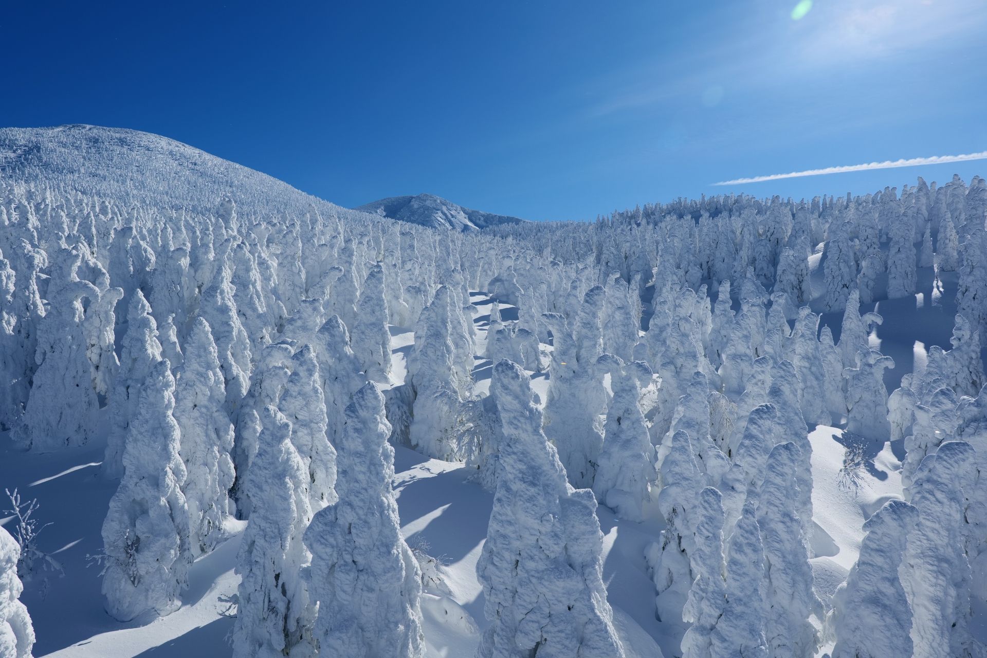 Snow monster trees on a mountain under a clear blue sky.