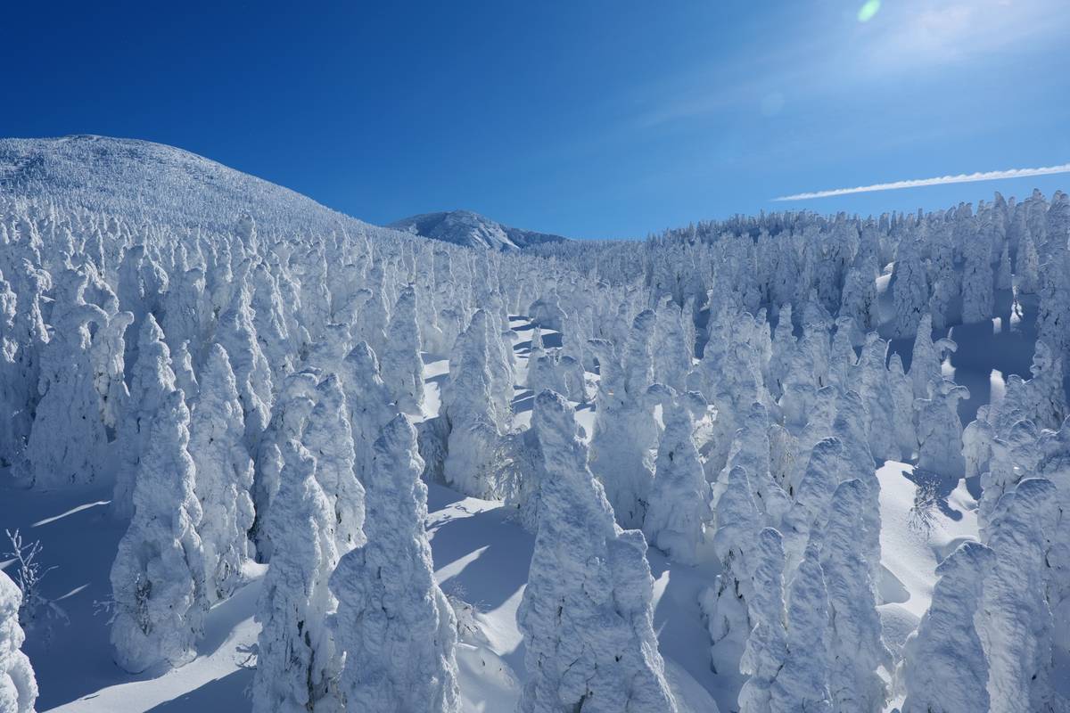 Snow monster trees on a mountain under a clear blue sky.