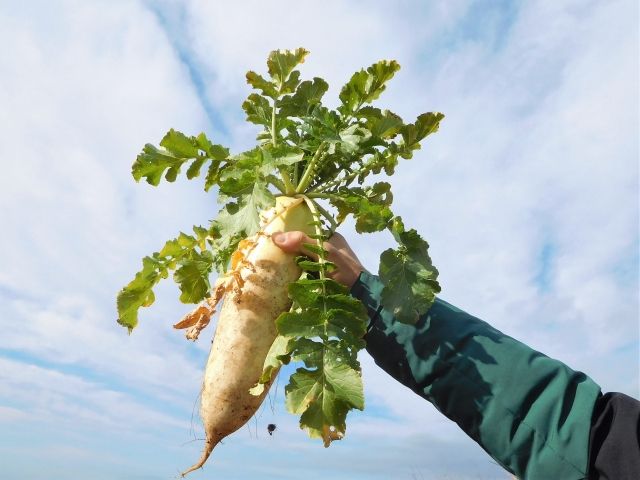 Miura Daikon specialty food