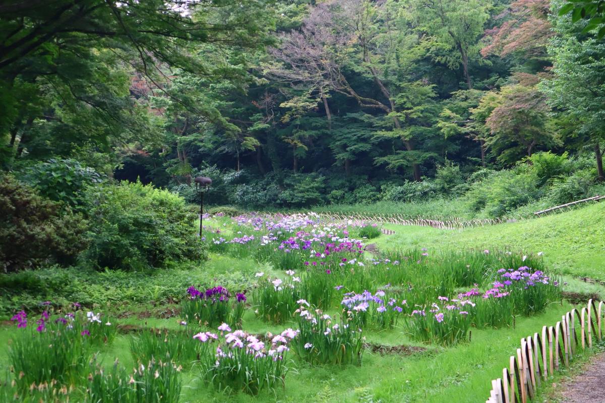 A lush garden with purple, pink, and white irises blooming in a grassy area, surrounded by a dense forest.