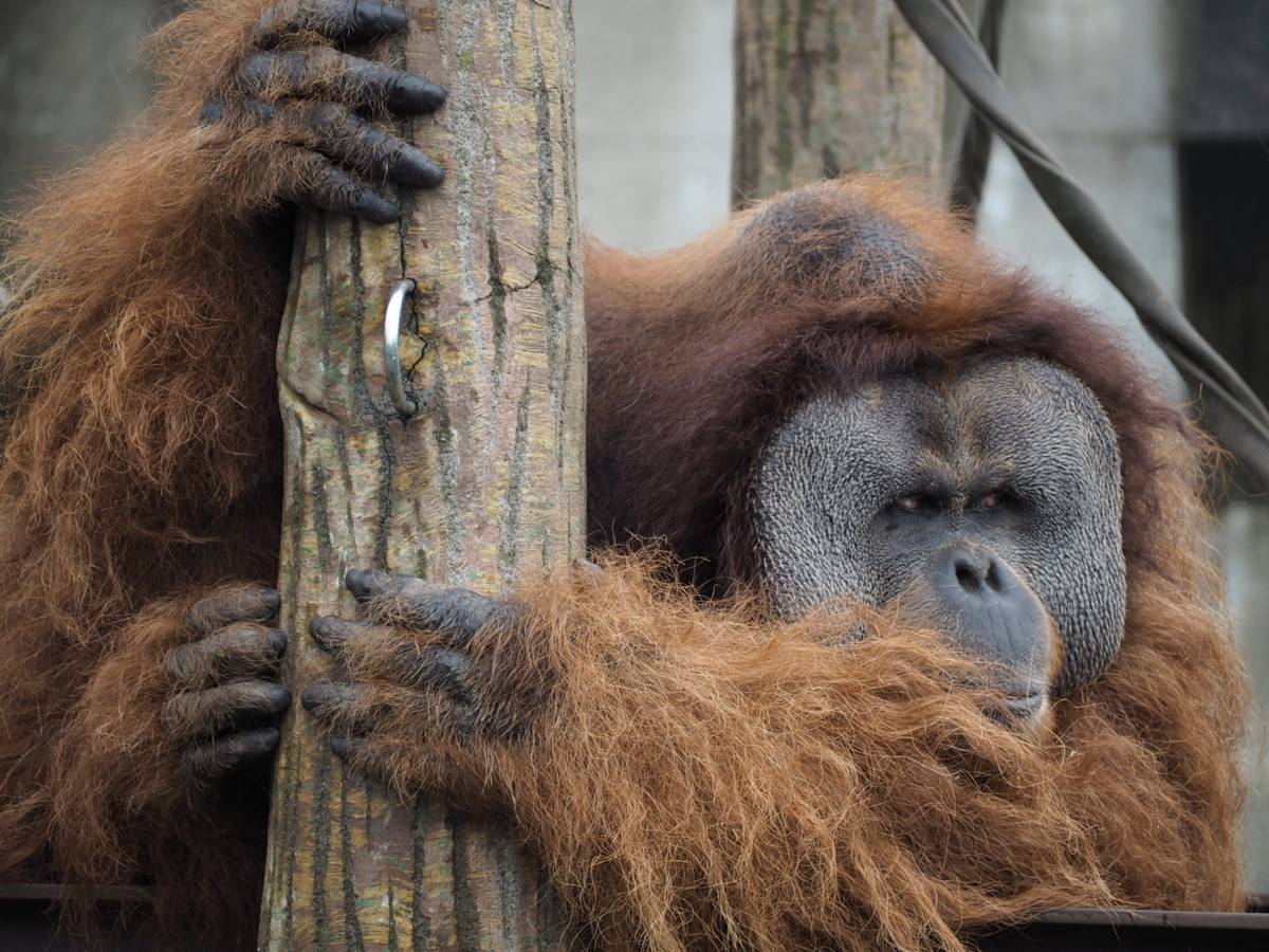Male orangutan with reddish-brown fur holding a tree trunk.