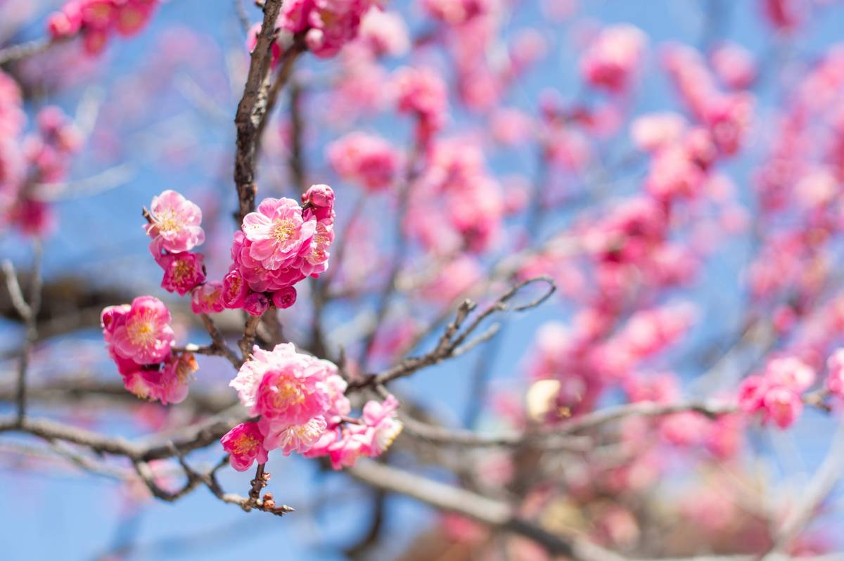 Vibrant pink blossoms on bare branches against a blue sky.