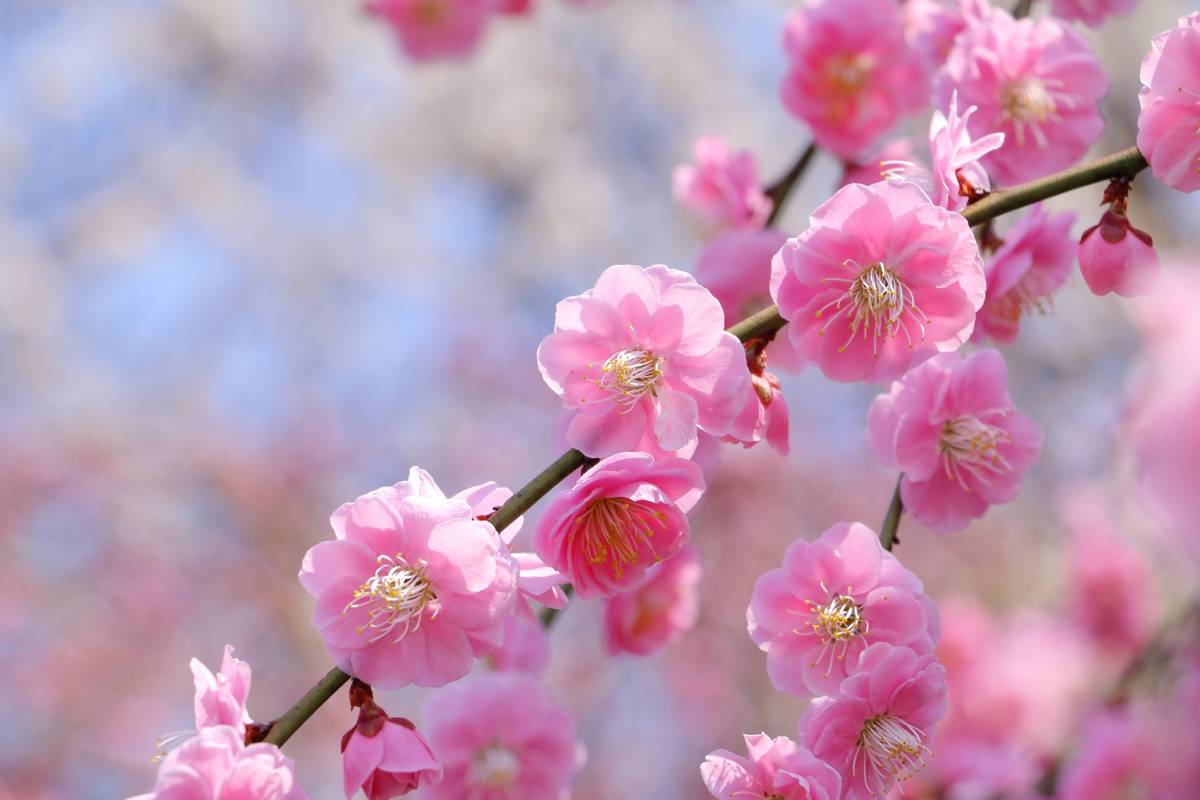 Pink plum blossoms blooming on a branch.