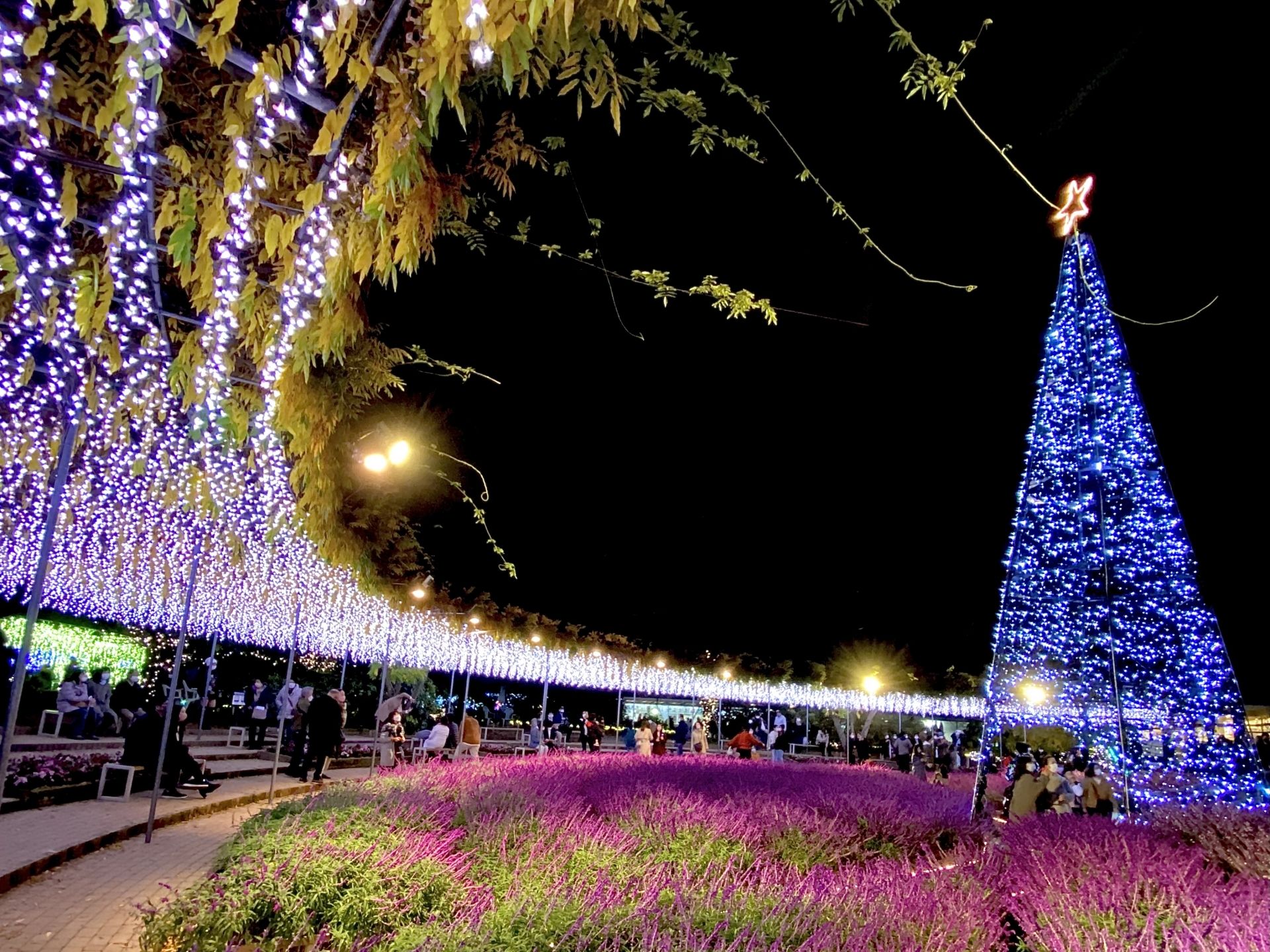 Nighttime view of a park path winding under a long purple light tunnel