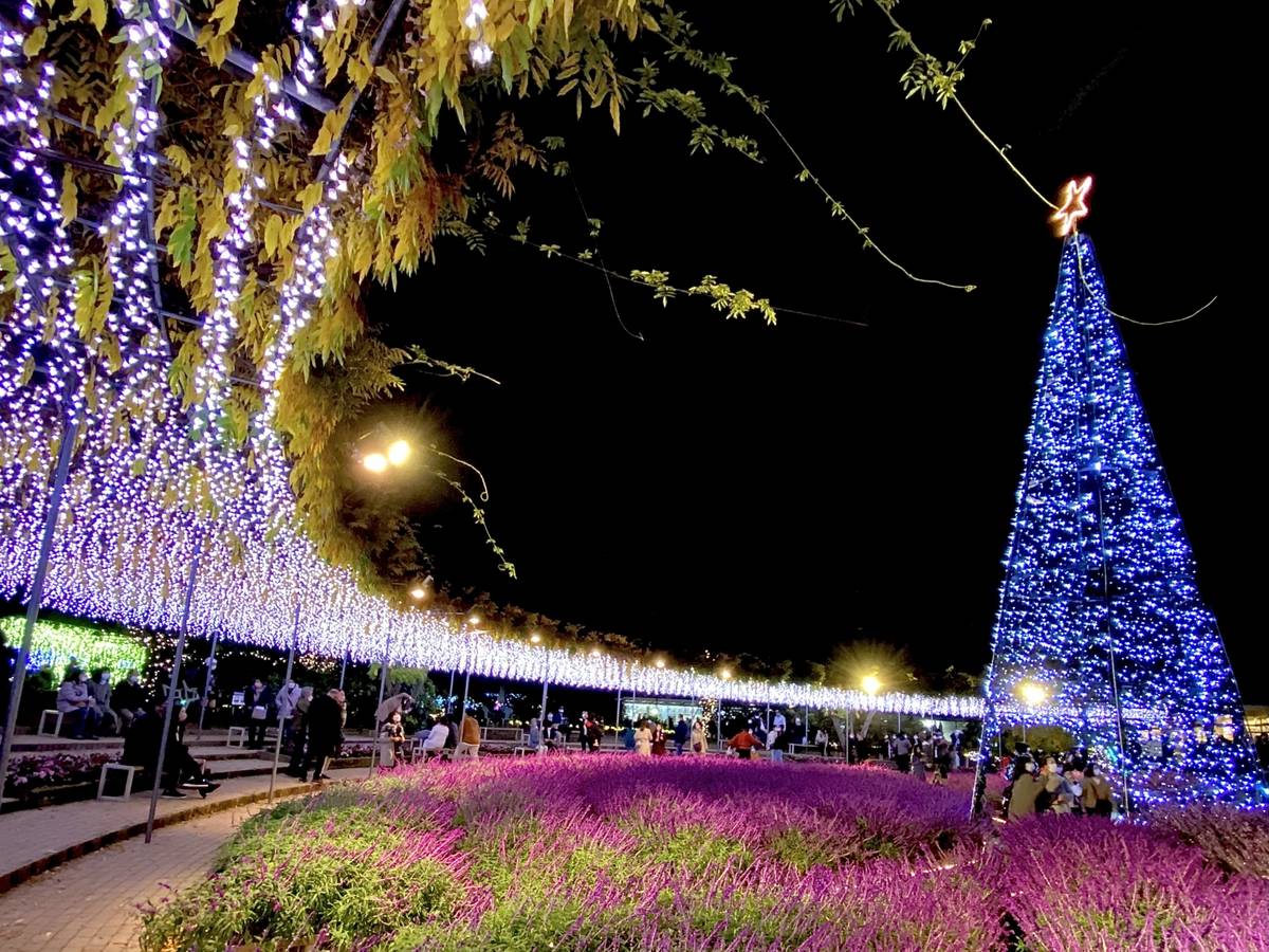 Nighttime view of a park path winding under a long purple light tunnel