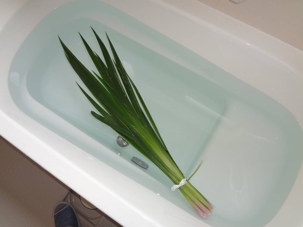 A bundle of long green leaves tied with white string floating in a bathtub filled with water.