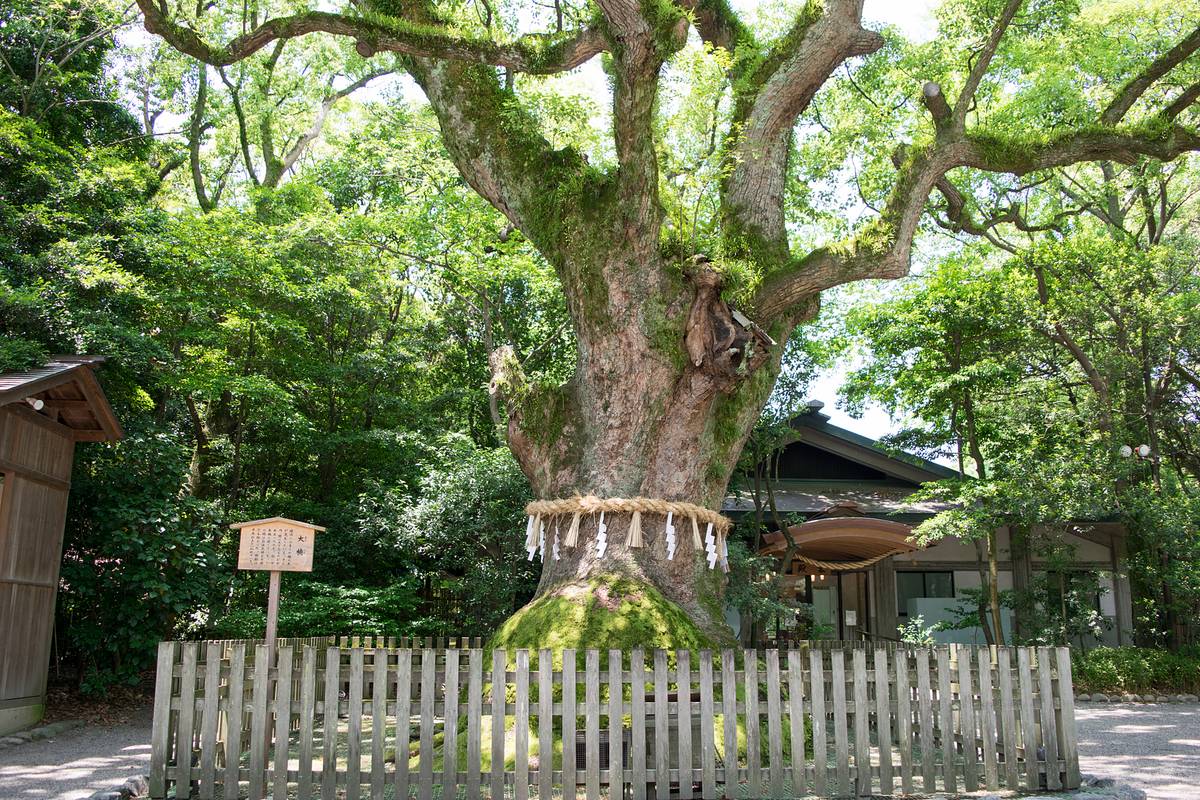 Giant moss-covered tree with a shimenawa and fence at a Japanese shrine.