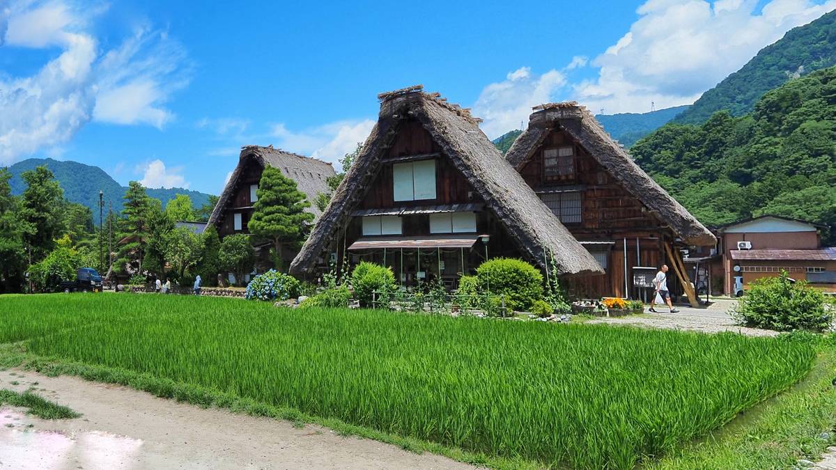 Gassho-zukuri thatched-roof houses next to a vibrant green rice paddy field with mountains