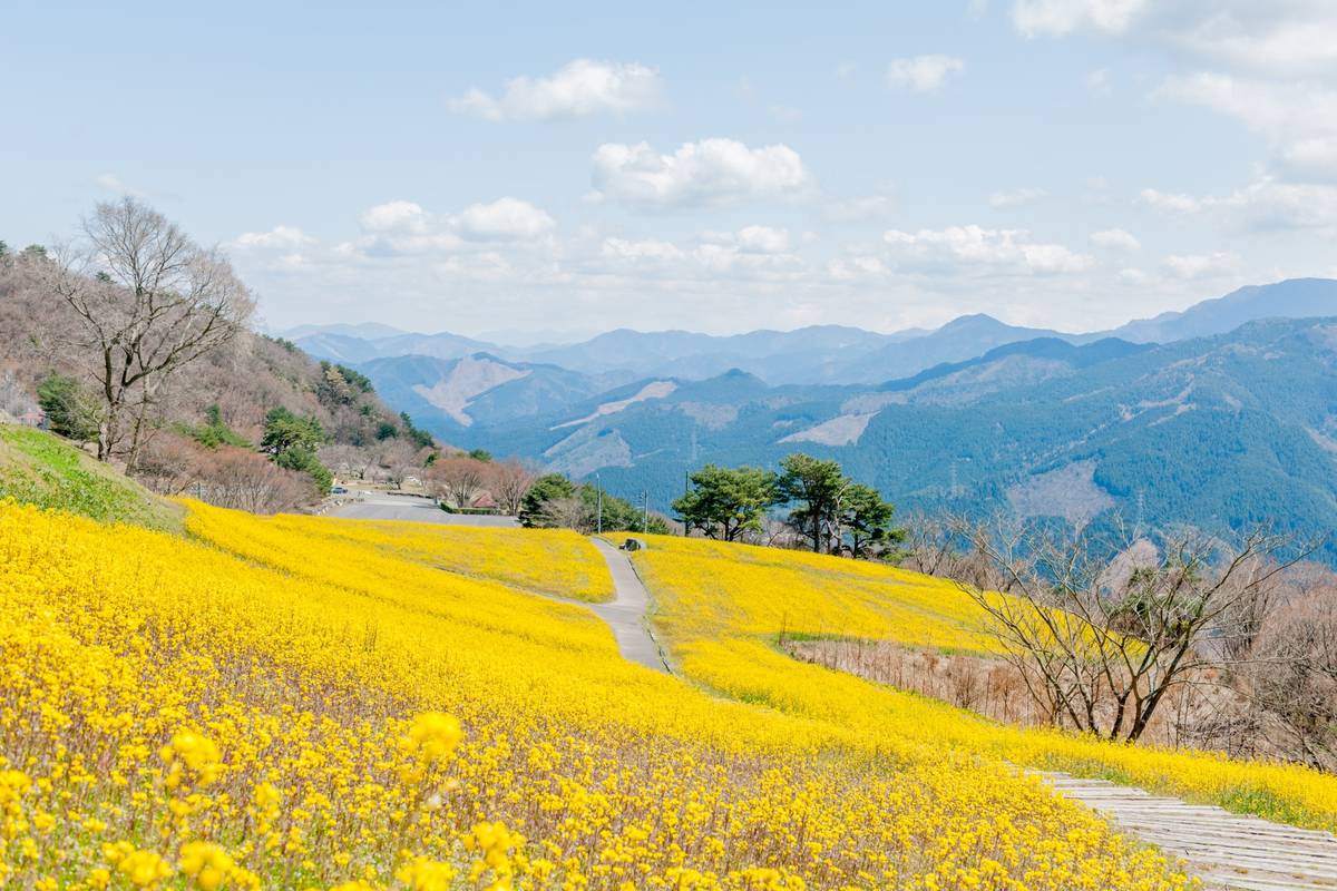 A hillside covered in vibrant yellow flowers with a winding path, overlooking distant blue mountains under a partly cloudy sky.