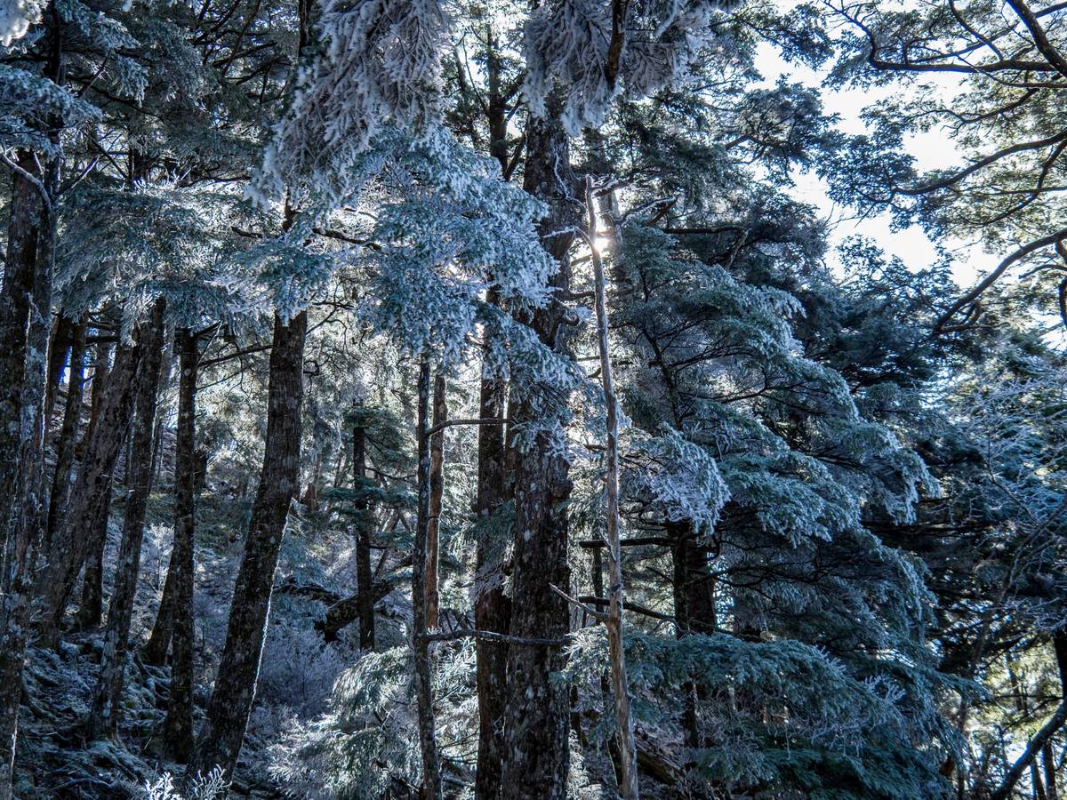 Frost-covered evergreen trees in a sunlit winter forest.