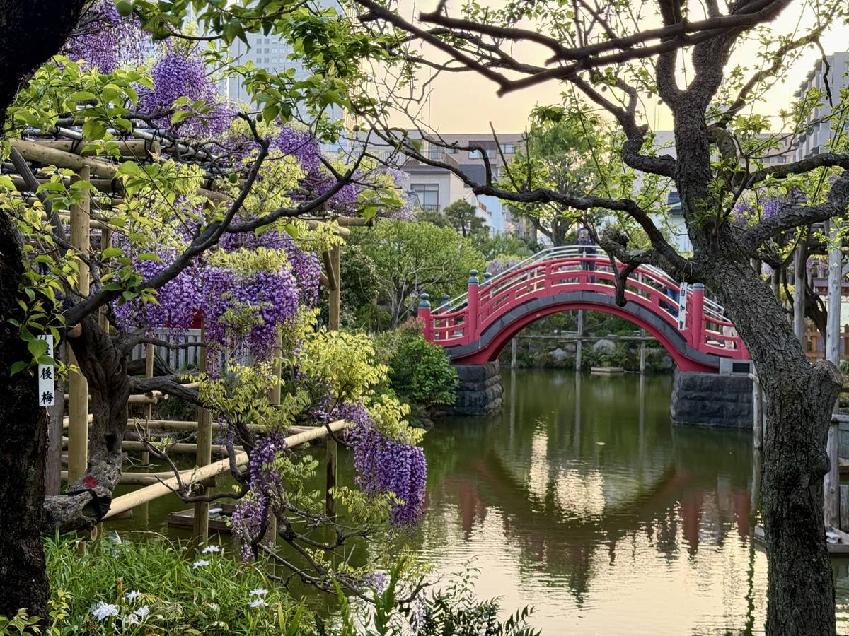 A red arched bridge over a pond, framed by purple wisteria flowers and green trees.
