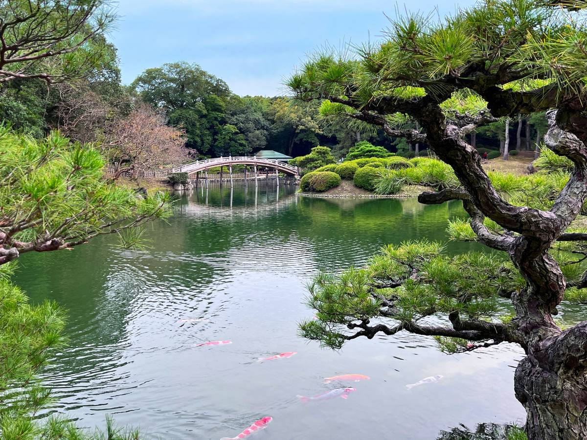 Japanese garden pond with swimming koi, an arched bridge, and green trees.