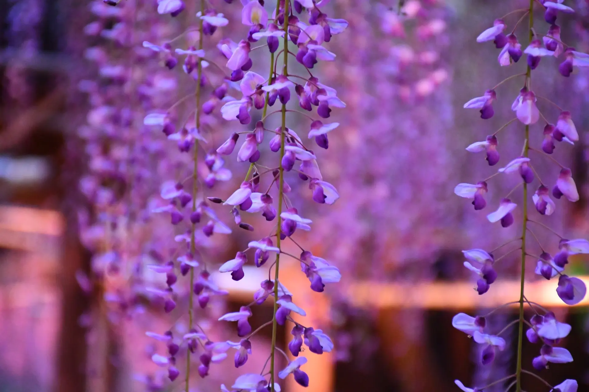 Demon Slayer Pilgrimage Guide: Visit the Places Connected to the Characters